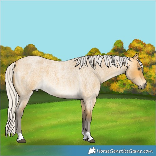 Horse Color:Silver Buckskin Roan 
