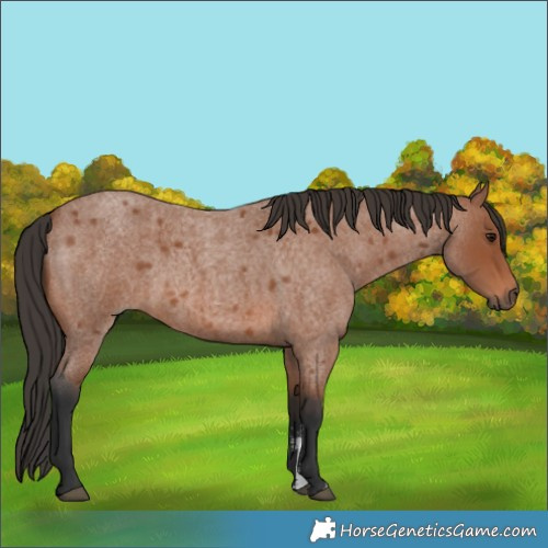 Horse Color:Bay Roan Sabino