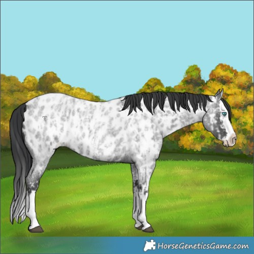 Horse Color:Blue Roan Sabino Splash Appaloosa and Blue Roan Sabino Splash Appaloosa