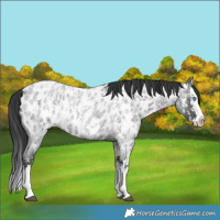 Horse Color:Blue Roan Sabino Splash Near Leopard and Blue Roan Sabino Splash Near Leopard