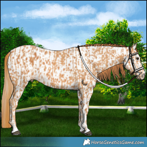Horse Color:Chestnut  and Chestnut Appaloosa 
