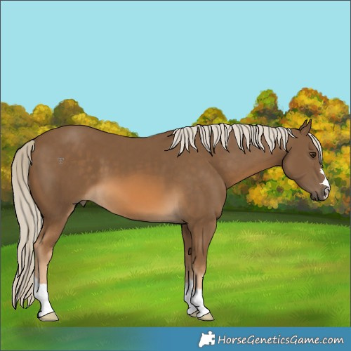 Horse Color:Chocolate Palomino 