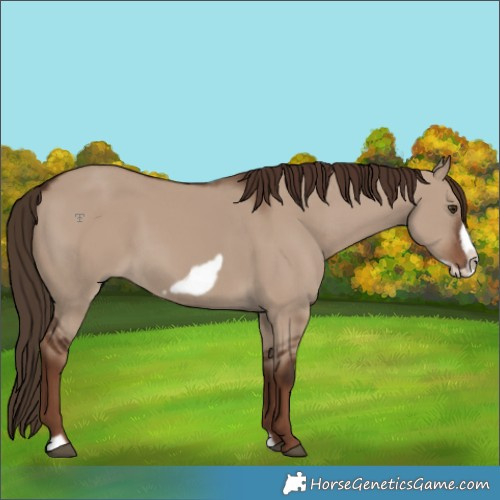Horse Color:Liver Red Dun Frame 