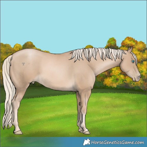 Horse Color:Chocolate Palomino Pearl Sabino 