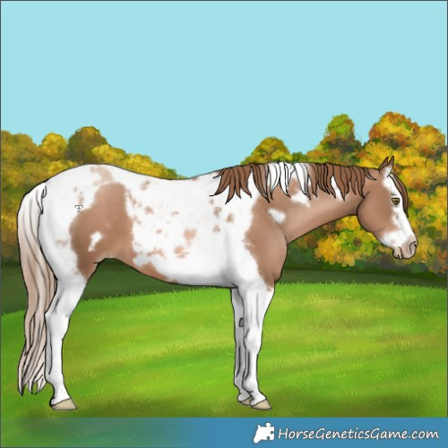 Horse Color:Liver Chestnut Pearl Splash Tobiano Frame