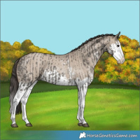 Horse Color:Grullo Sabino Splash  and Classic Champagne Dun Sabino Splash 