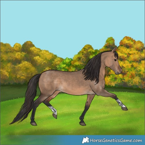 Horse Color:Brown Dun  and Brown Dun 