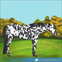Horse Color:Black Appaloosa 
