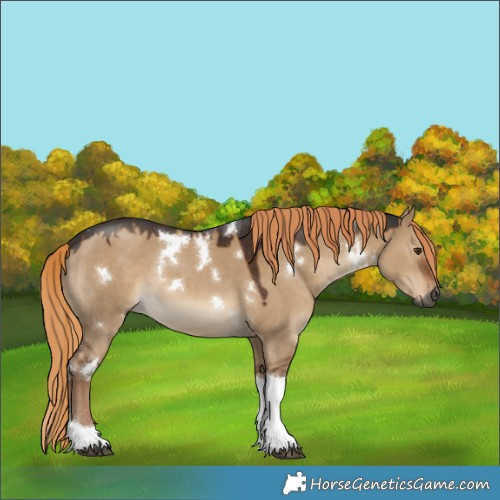 Horse Color:Gray White Spotted Liver Red Dun Tobiano 