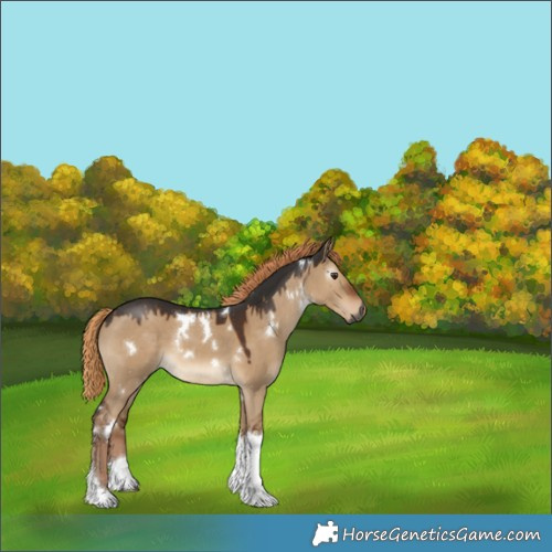 Horse Color:Gray White Spotted Liver Red Dun Tobiano 