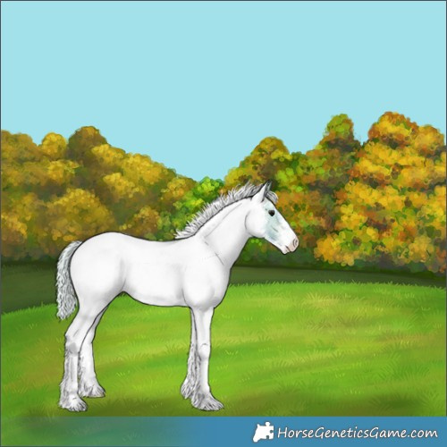 Horse Color:Watercolor White Spotted Silver Bay Rabicano 