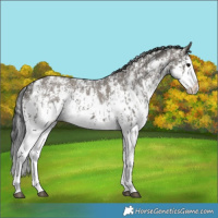 Horse Color:Grullo Sabino Splash  and Grullo Sabino Splash 
