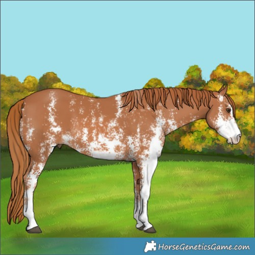 Horse Color:Chestnut Sabino 