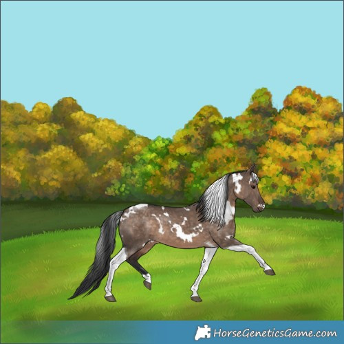 Horse Color:White Spotted Brown Dun Tobiano