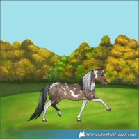 Horse Color:White Spotted Brown Dun Tobiano 
