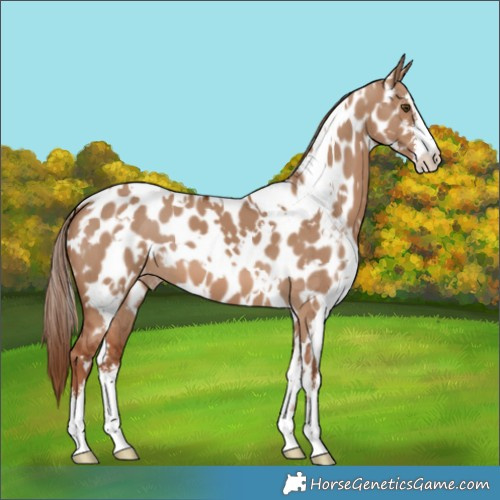 Horse Color:White Spotted Red Dun Appaloosa 