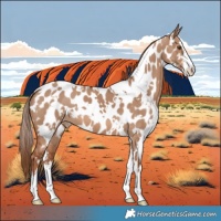 Horse Color:White Spotted Red Dun Near Leopard