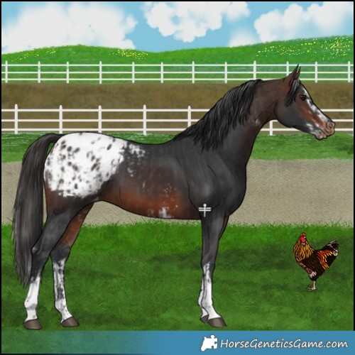 Horse Color:Brown Sabino Splash Blanket  and Brown Sabino Blanket 