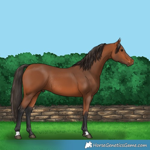 Horse Color:Bay Rabicano 