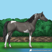 Horse Color:Grullo Tobiano 
