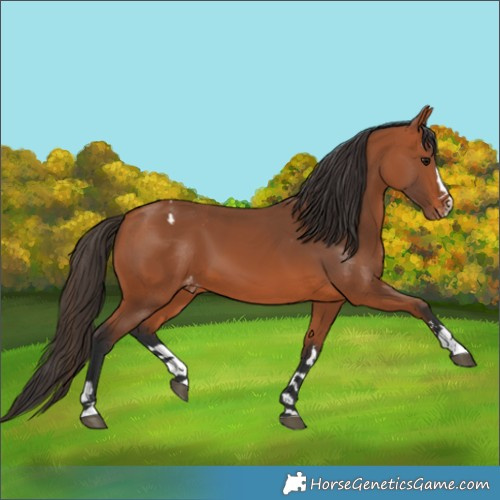 Horse Color:Bay Varnish 