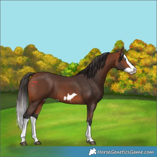 Horse Color:Bay Splash Frame Rabicano and Bay Splash Frame Rabicano