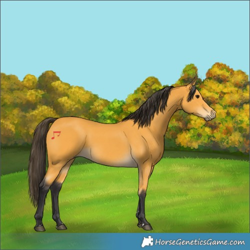 Horse Color:Buckskin 