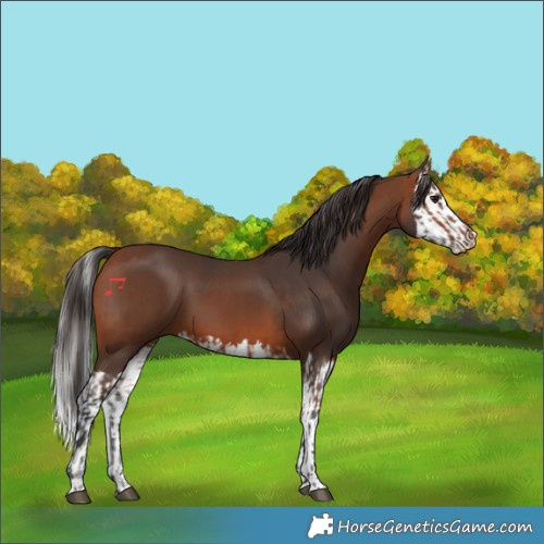 Horse Color:Bay  and Bay Splash 