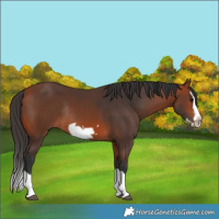 Horse Color:Bay Splash Frame Rabicano