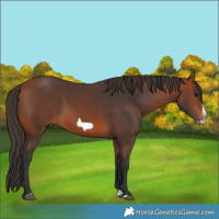 Horse Color:Bay Splash Frame Rabicano