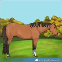 Horse Color:Bay Tobiano 
