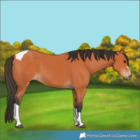 Horse Color:Bay Tobiano 