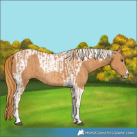 Horse Color:Chestnut Tobiano  and Chestnut Tobiano Rabicano 