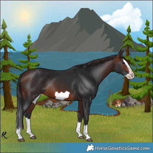 Horse Color:Brown Splash Frame Rabicano 