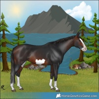 Horse Color:Brown Splash Frame Rabicano