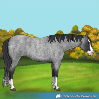 Horse Color:Blue Roan Splash 
