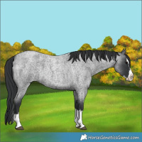 Horse Color:Blue Roan Splash 