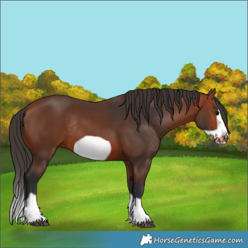 Horse Color:Bay Splash Frame Rabicano 