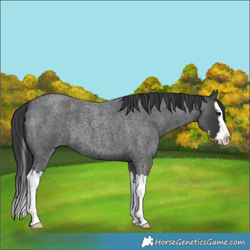 Horse Color:Blue Roan Splash 