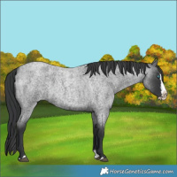 Horse Color:Blue Roan Splash 