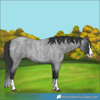 Horse Color:Blue Roan Splash