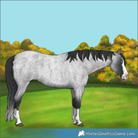Horse Color:Blue Roan Splash