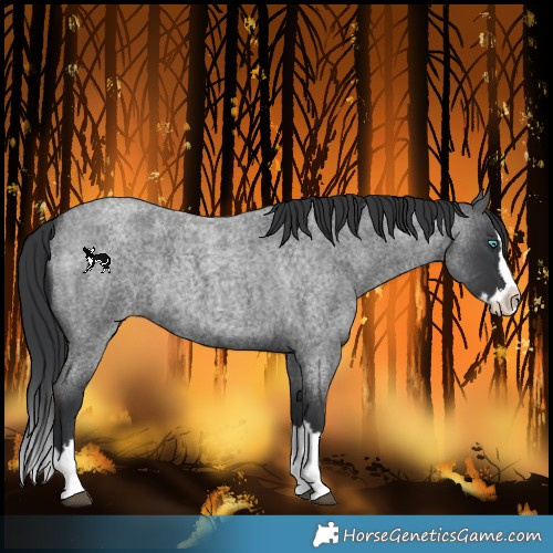 Horse Color:Blue Roan Splash