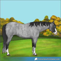 Horse Color:Blue Roan Splash 