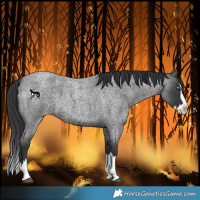 Horse Color:Blue Roan Splash 