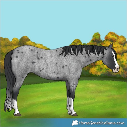 Horse Color:Blue Roan Splash 