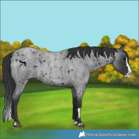 Horse Color:Blue Roan Splash  and Blue Roan Splash 