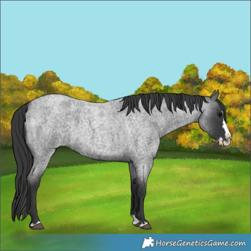 Horse Color:Blue Roan Splash 