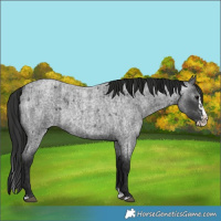 Horse Color:Blue Roan Splash and Gray Blue Roan Splash
