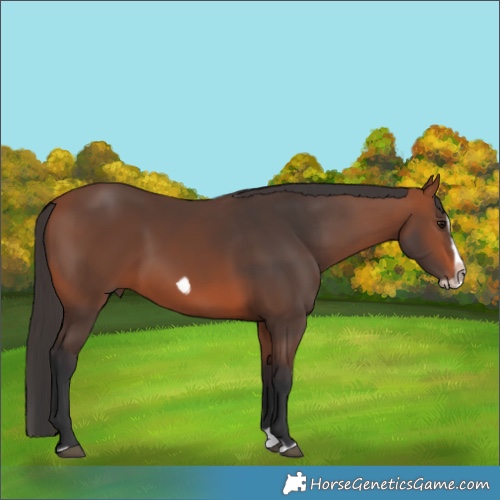Horse Color:Bay Splash Frame Rabicano
